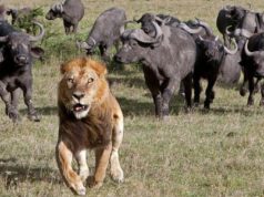 Биткоин взлетел выше 3000 долларов